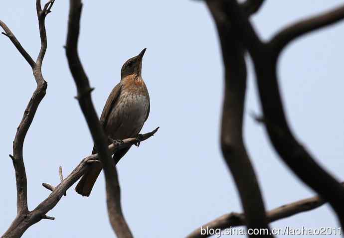 赤颈鸫和红胁蓝尾鸲