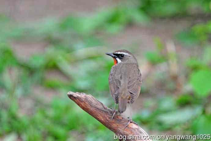 雄性红喉歌鸲（8）