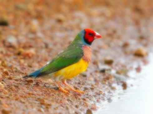 家禽驯化之源之十七（文鸟、梅花雀、火雀）