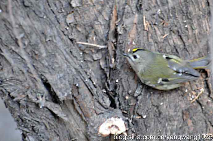 柏树丛中的戴菊 wbr2