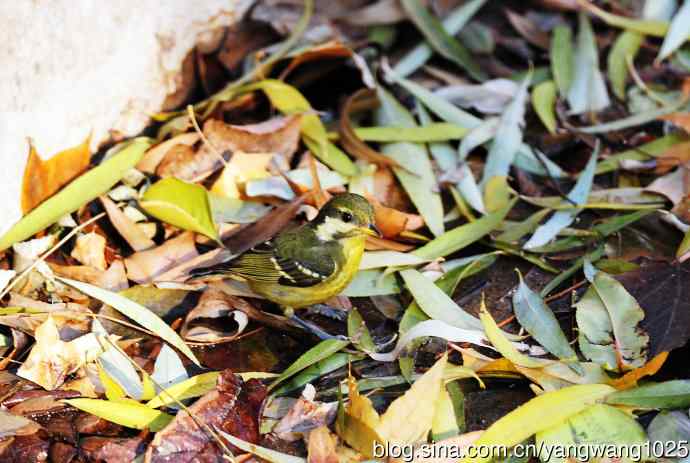 黄腹山雀（5）