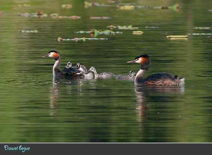 绿意倒映中的pt家园 绿意倒映中的pt家园