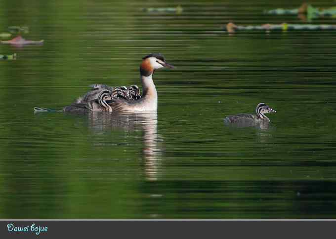 绿意倒映中的pt家园 绿意倒映中的pt家园