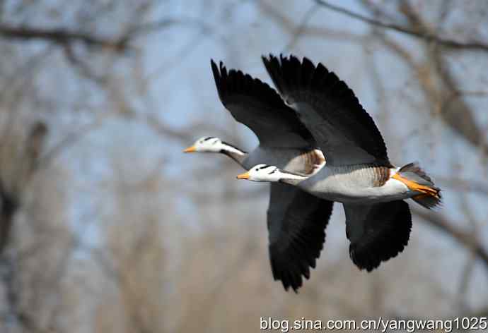 飞(斑头雁) 飞(斑头雁)