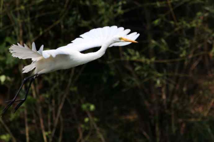 摄鸟拾趣 白鹭（二）