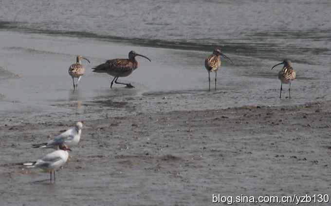 打到一只杓鹬,高兴ing鈥︹Γㄗ橥迹 打到一只杓鹬,高兴ing鈥︹Γㄗ橥迹