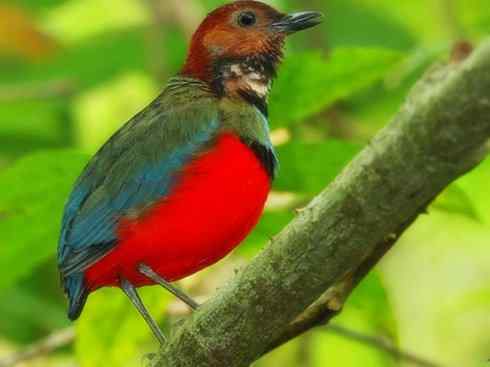 美丽无罪：雀鸟之八色鸫