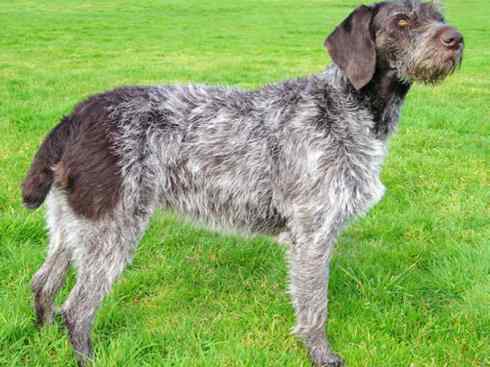 犬科：犬亚科犬属之澳洲野犬、歌唱犬、家犬