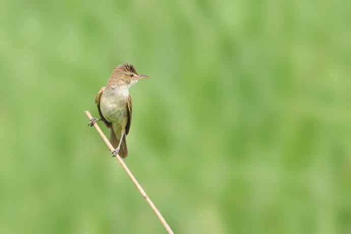 衡水湖野生鸟类摄影