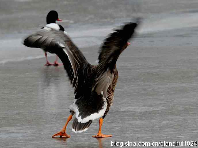 水禽湖冬季运动会