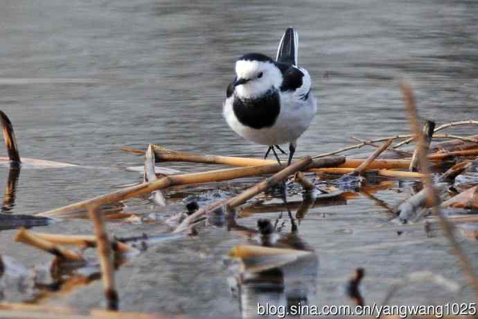 白鹡鸰(2) 白鹡鸰(2)
