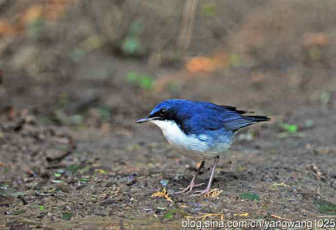 雄性蓝歌鸲（2）