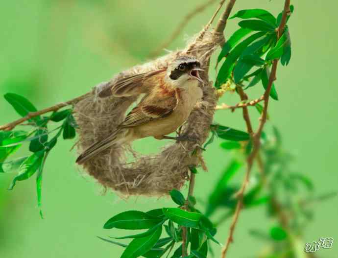 盘锦湿地&nbsp;wbr路&nbsp;wbr中华攀雀
