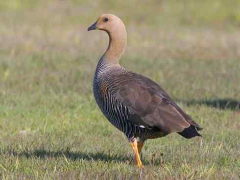 白头鸟系列：另类的美丽（斑胁草雁）