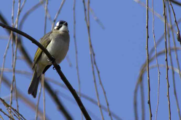 四川西昌鸟类摄影——白头鹎
