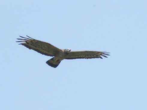 十大喜食蜂蜜动物：凤头蜂鹰