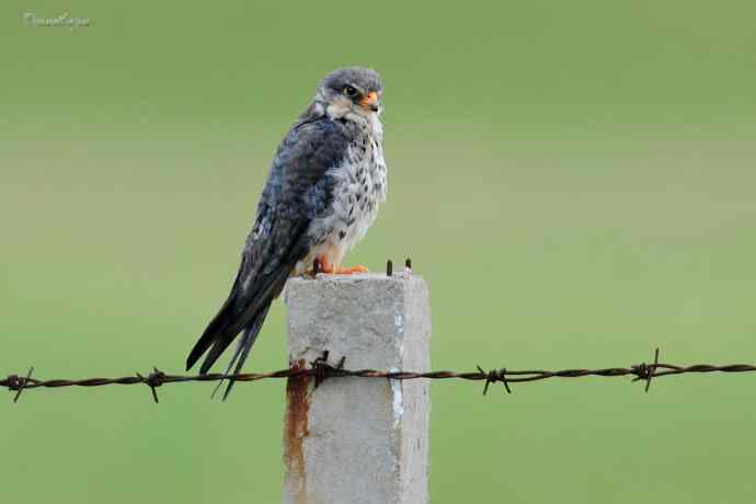 【综合】草原猛禽