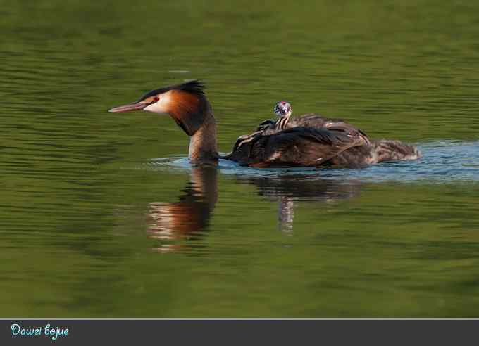 绿意倒映中的pt家园 绿意倒映中的pt家园