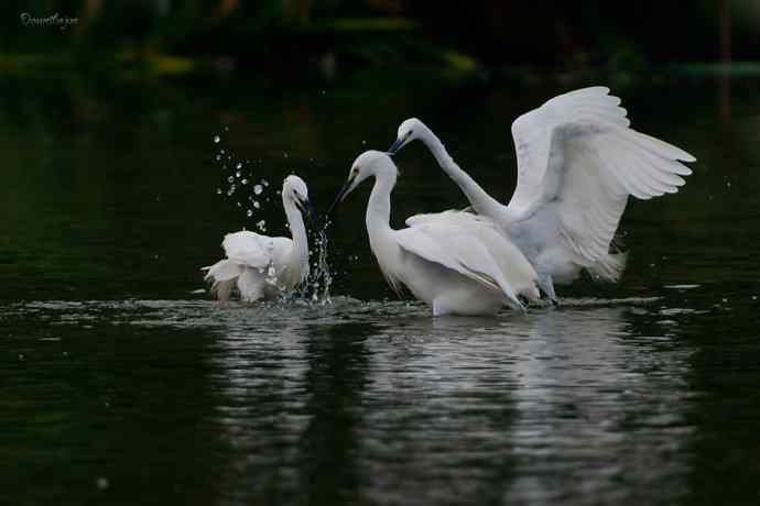 白鹭弄清影 wbr翩跹在河边