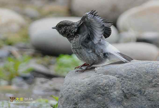父爱如山：实拍红尾水鸲和它的四个宝宝们