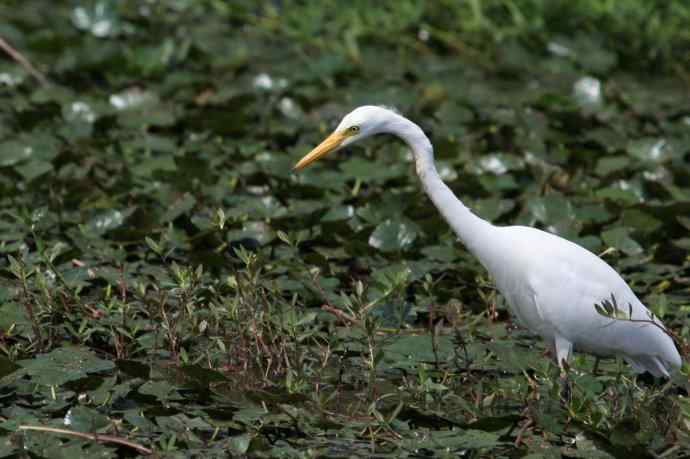 摄鸟拾趣（二十） wbr白鹭（一）