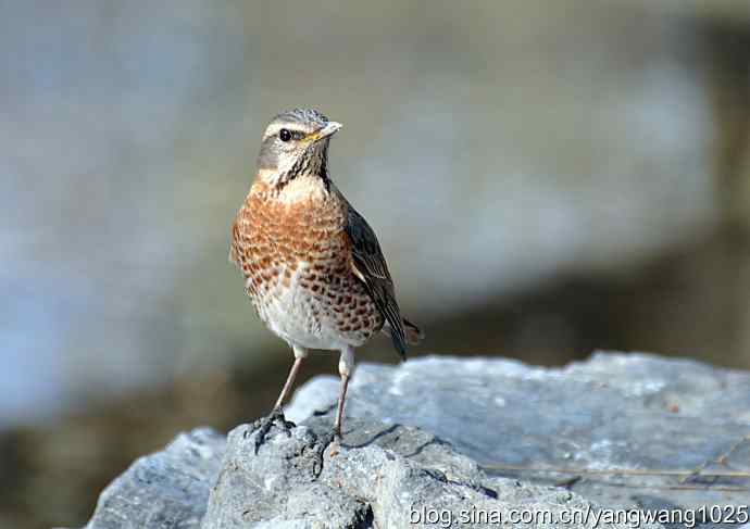 自然和谐的日坛公园（斑鸫）