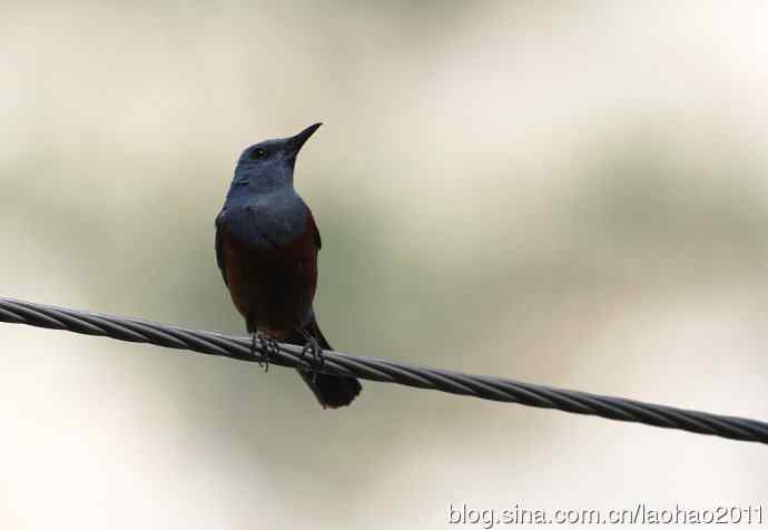 蓝矶鸫、蓝翡翠