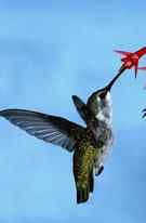 寻找国鸟中的民族性格