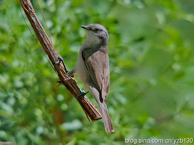 不常见的白喉林莺（组图，6张图片）