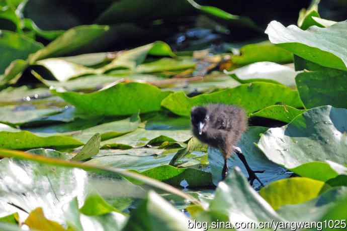 白胸苦恶鸟宝宝出窝了（3）