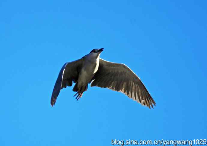 飞(夜鹭)42 飞(夜鹭)42