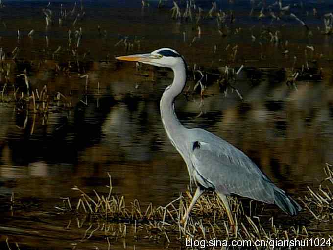 苍鹭抓鱼记(十渡)