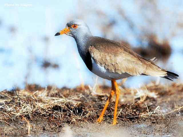 风乍起 wbr吹皱一湖碧水(观赏灰头麦鸡)