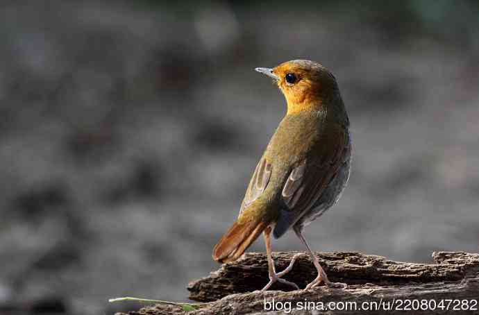 233.打鸟归来收获多多---(5)日本歌鸲 233.打鸟归来收获多多---(5)日本歌鸲