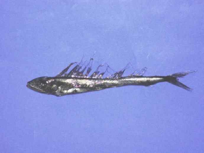 鱼类活化石：帆蜥鱼