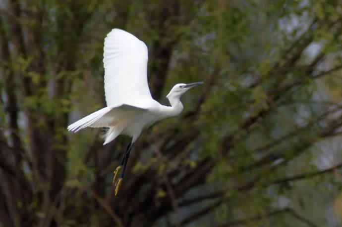 四川西昌鸟类摄影——鹭影（17片）
