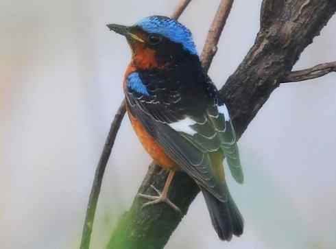 美丽无罪:雀鸟之矶鸫 美丽无罪:雀鸟之矶鸫