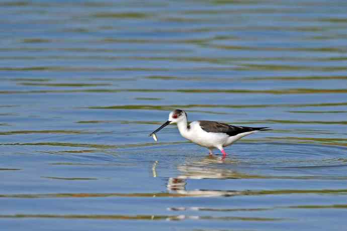 黑翅长脚鹬（5）