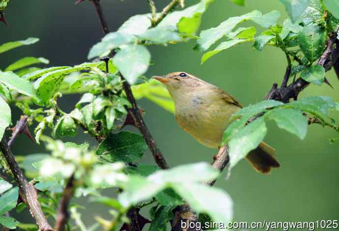 巨嘴柳莺（1）