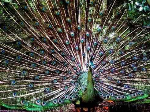 凤凰：传说中的鸟原型探秘（孔雀）