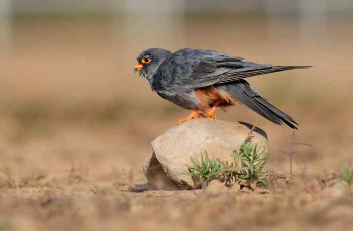 阿穆尔隼：野鸭湖黎明观猛*
