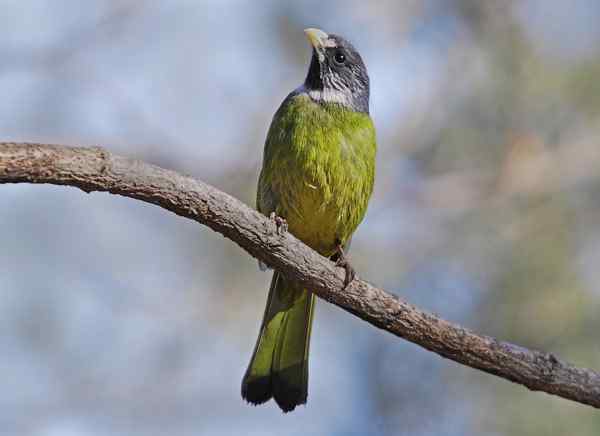 北京植物园赏鸟（一），领雀嘴鹎（组图）