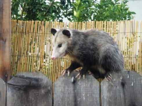 动物世界:山寨还是原创之十一 动物世界:山寨还是原创之十一