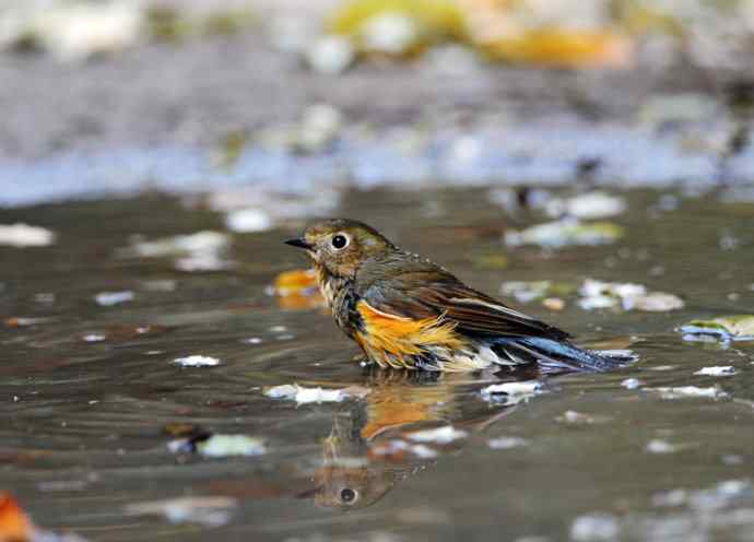 雌性红胁蓝尾鸲（7）