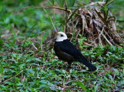白头鸟系列:另类的美丽（岛鸫）