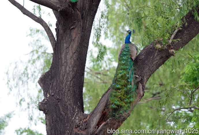 蓝孔雀(上树) 蓝孔雀(上树)