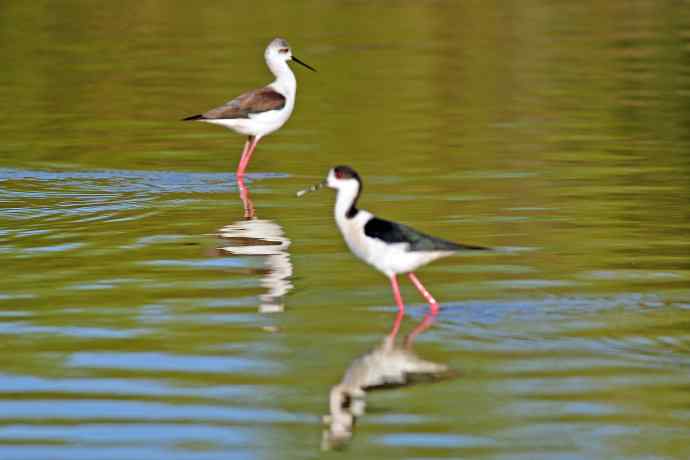 黑翅长脚鹬（3）