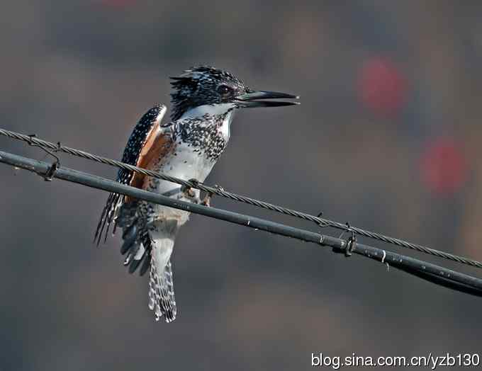 猎鱼高手，专业级。【组图，10张图片】