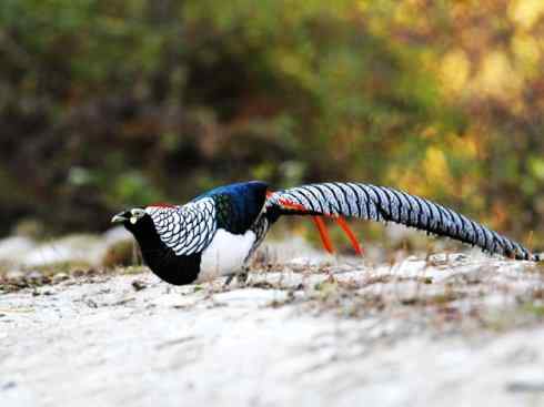 凤凰：传说中的鸟原型探秘（锦鸡）