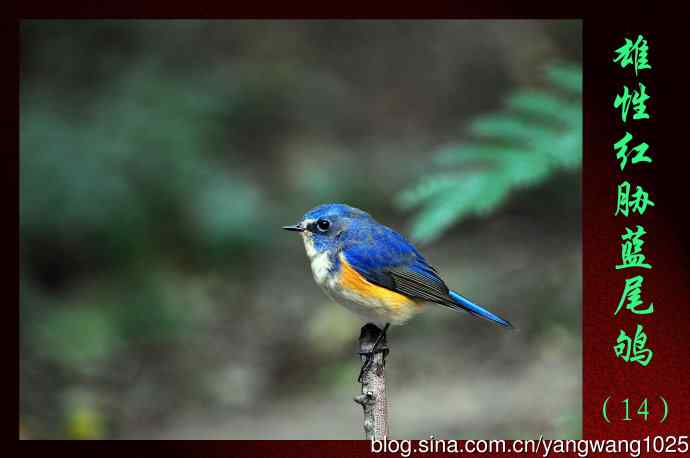 北京天坛公园的鸟类——雄性红胁蓝尾鸲（14）